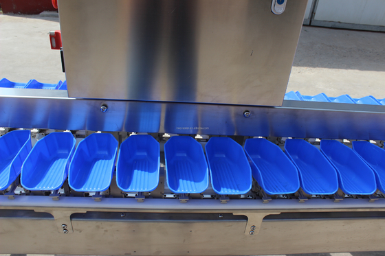 Stroomlijnen uw oester vis sorteren proces met Multi-Tray Weight Sortering Machine